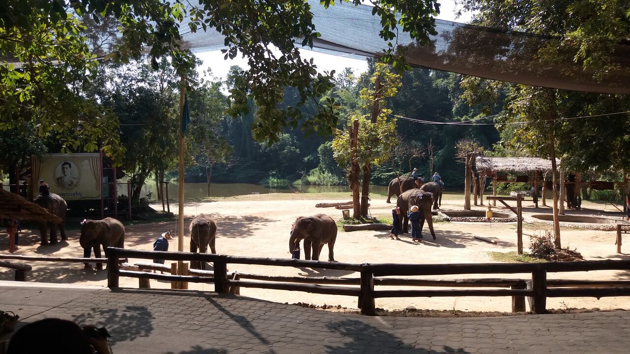 Thai Elephant Conservation Center in Lampang Province - photo: Daniel Karwicki