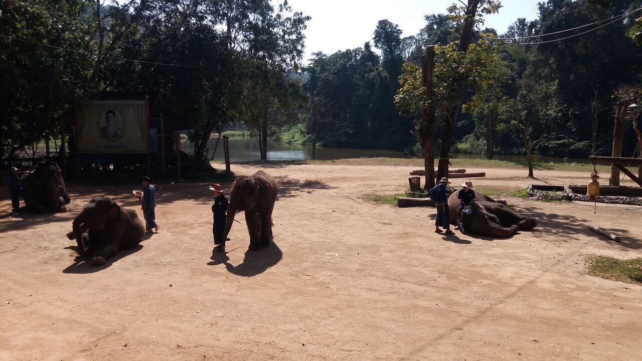 Thai Elephant Conservation Center in Lampang Province - photo: Daniel Karwicki